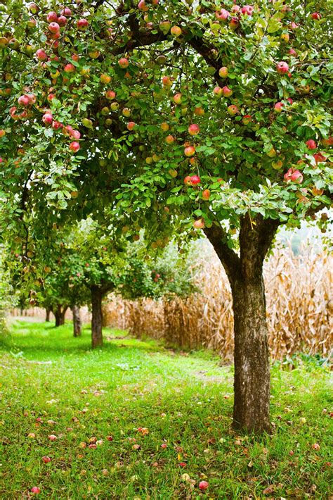 If you do that too often it will become a hedge and be. Fruit Trees: What to Grow and How to Prune Them