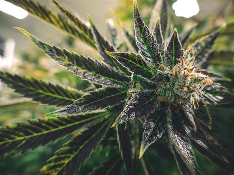 Best weed stocks to buy now 10. 4 Cannabis Stocks You'll Regret Not Buying During This ...