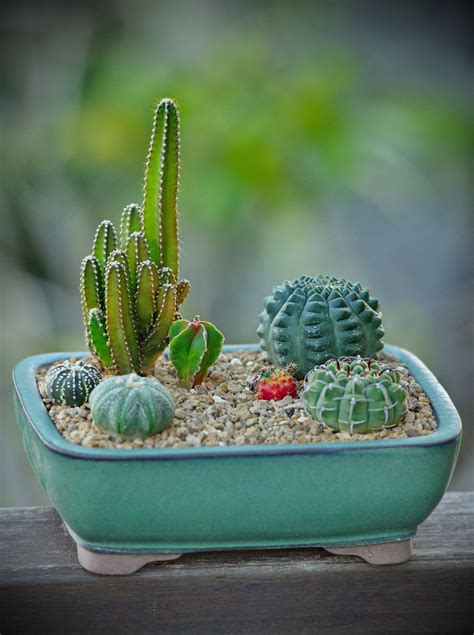 Leé esta guía completa sobre cómo cuidar cactus o suculentas. #succulents #cactus #succulentlovers #cactuslovers # ...