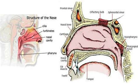 Learn about the structures that make up the nasal airway and the functions of each. Structure of nasal cavity | Download Scientific Diagram