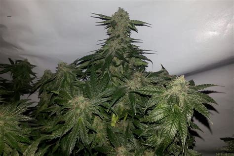Seed banks that give free seeds. 00 Kush from 00 Seeds Bank | strains.io | cannabis ...