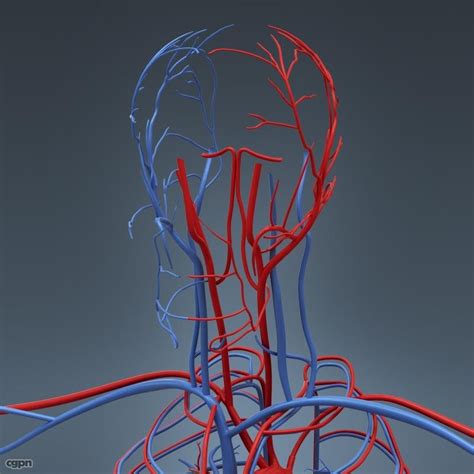 Female anatomy includes the external genitals, or the vulva, and the internal reproductive organs, which include the ovaries and the uterus. Human Female Anatomy - Body, Skeleton and Internal Organs ...