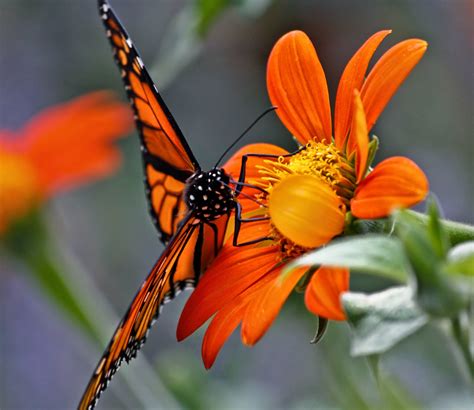 Flowers that bloom in june and july. Home is the Country of the Heart: In the July flower garden