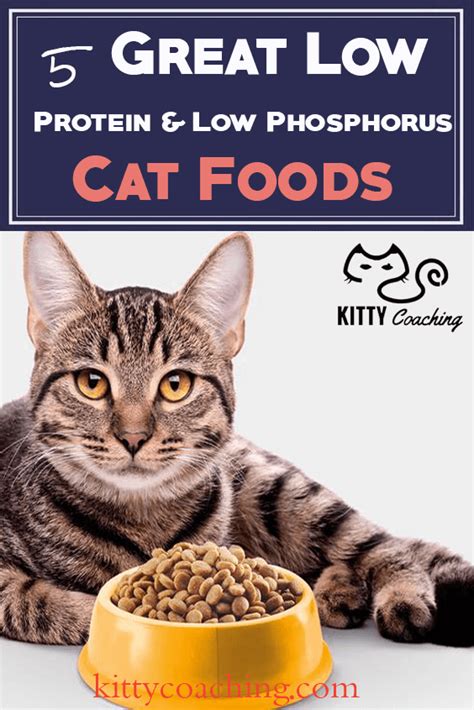 The best cat food for cats with chronic kidney disease will reduce kidney workload by moderating protein, carbohydrate, and phosphorus intake. Low Protein & Low Phosphorus Cat Food Reviewed