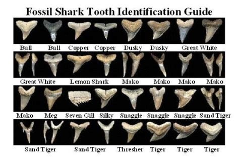 We did not find results for: Pitbulls & Paints: A guide for finding fossilized shark teeth