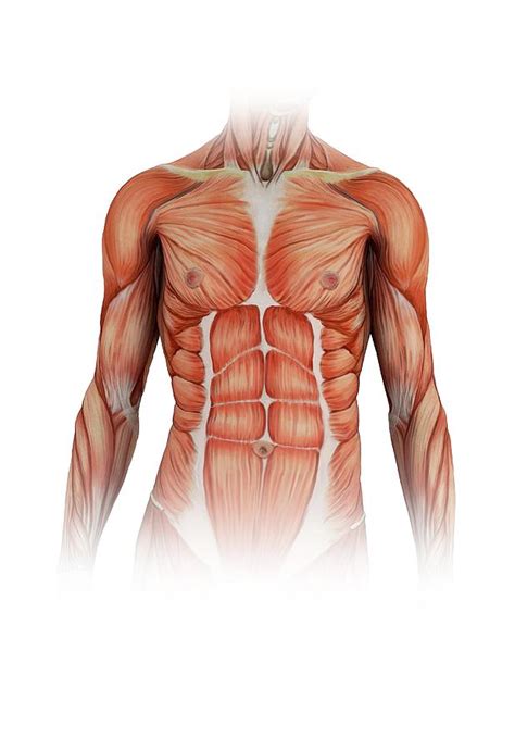 Muscles of the lower limbs and the trunk; Human Torso Muscles Photograph by Mikkel Juul Jensen