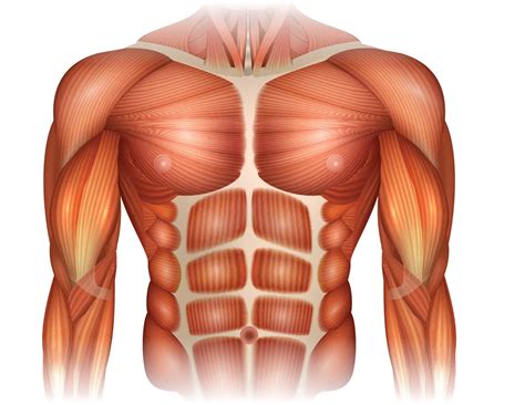 This muscle extends across the neck, shoulder, and back. Muscles Of Upper Torso : Anatomy 101: Muscles of the Upper ...