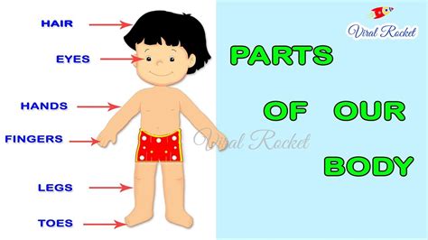 Part of the leg between the hip and the knee. Learn Body Parts for kids in English | Body Parts names ...