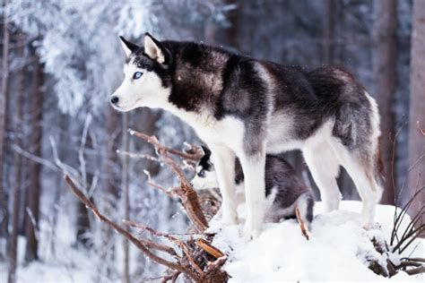 Einer haltung in einer wohnung ist deshalb abzuraten. Siberian Husky Rassebeschreibung - Zooplus Hundemagazin