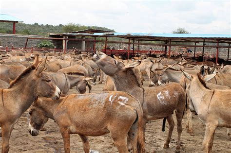 The goat is a member of the animal family bovidae and the subfamily caprinae, meaning it is closely related to the sheep. Chinese Woman Killing A Goat / Woman hunter kills sika ...