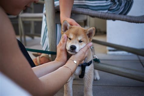 Check out our shiba inu baby selection for the very best in unique or custom, handmade pieces from our боди shops. baby shiba inu | baby shiba inu | Florent Lamoureux | Flickr