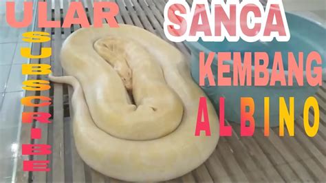 Menurut primbon, siapa pun yang. Viral!!! Ular sanca kembang yg sangat besar. ada sanca yg ...