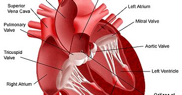 Jeruk memiliki kandungan pektin yang mampu mencegah stroke istemik yang disebabkan oleh penyumbatan. Minuman Sehat Untuk Jantung Kita | Informasi Unik Dan Menarik