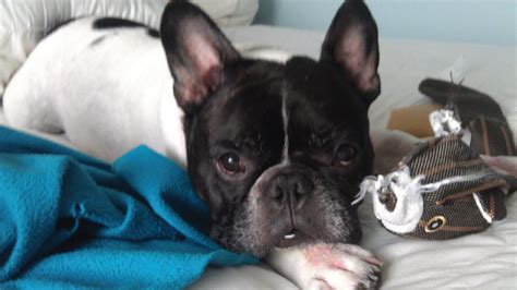 Welcome to french bulldog news! French Bulldog Allergies: Causes and Treatments