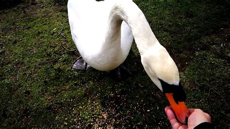 Free shipping on orders of $75 or more. Pushing my luck and stroking the male swan - YouTube