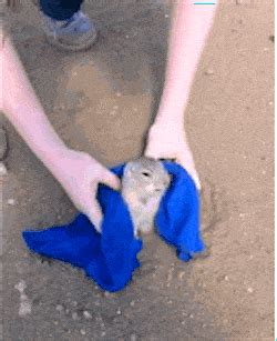 Include (or exclude) results marked as nsfw. Stuck Prairie Dog GIF - Find & Share on GIPHY