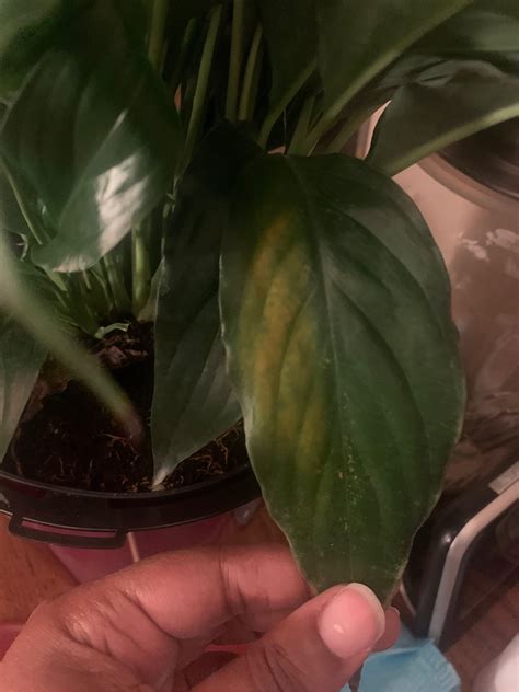 The leaves begin to droop as the plant dries out. Is this over or under watering? (Peace Lily) : IndoorGarden