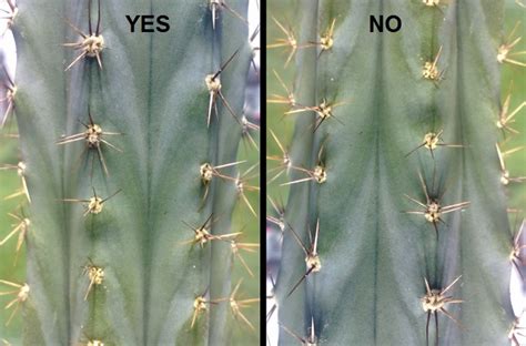 It is legal to own, but illegal to consume or process into mescaline. Pot preference for cacti? - The Ethnobotanical Garden ...