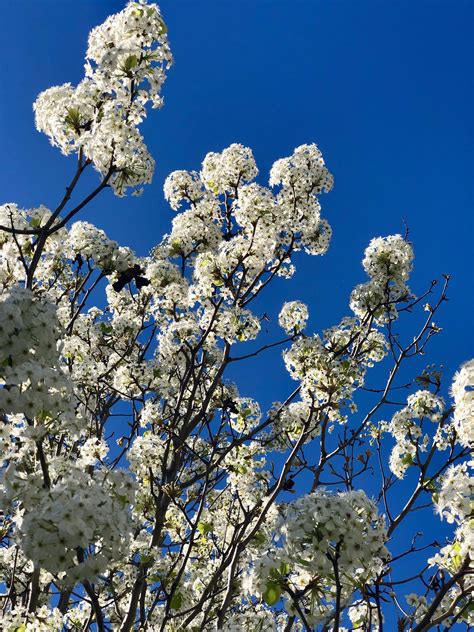 Maybe you would like to learn more about one of these? Beautiful Juneberry bloom in Fresno, CA. : flowers