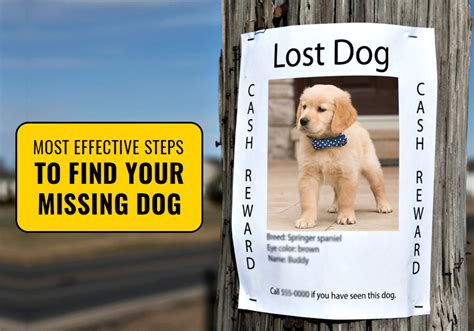 If you didn't, do that on your own. Most Effective Steps To Find Your Missing Dog - BestVetCare