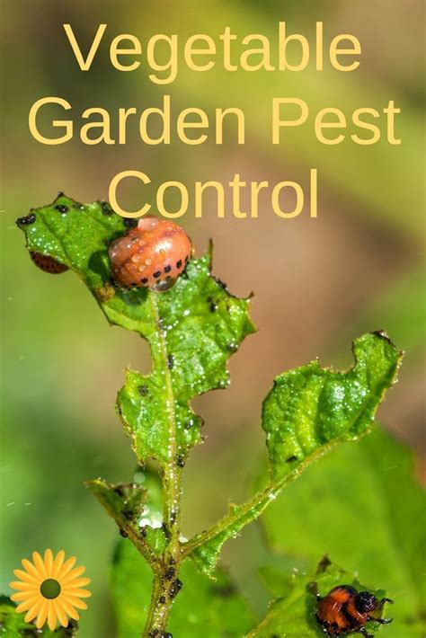 Ten tips to help you control raccoons, which have become a pest in your home or garden. Vegetable Garden Pest Control Tricks Every Gardener Needs ...