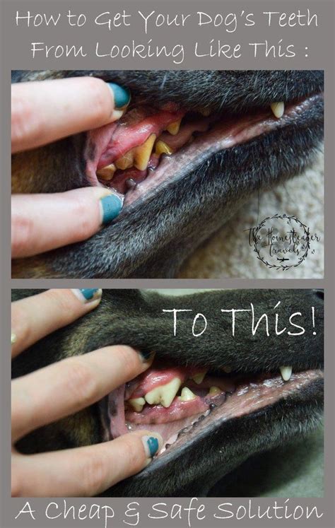 Most diy toothpaste recipes fall into two categories: Vet cleanings are crazy expensive. This is an easy, safe ...