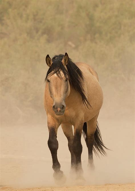 Spirit, fire, nimble, and vigilant are his trademark. Wild Buckskin Mustang Stallion, Colorado, Usa Photograph ...