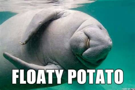 By definition, omnivores are animals that can process and derive energy from plant and animal matter. ~ Silly alternatives to animal names | Funny animal names ...
