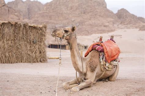 Speaking with him, i feel like i have learned so much about the pyramids, the sphinx, and just egypt and how the country operates. Riding Camels in Sharm el-Sheikh: What I Learned From a ...