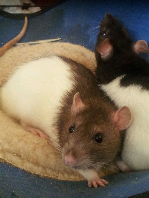 The better you take care of them, the longer they will live. Pretty pair of rats | Cute rats, Cute animals, Pets