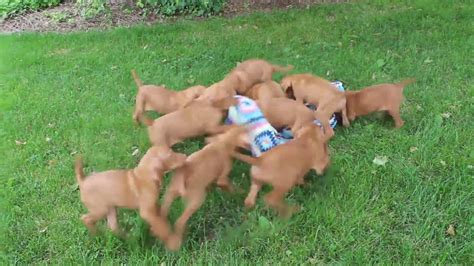 We are a texas hungarian vizsla breeder located in longview, tx just 100 miles east of dallas. Vizsla Puppies For Sale - YouTube