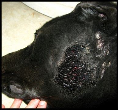 As the majority of a dogs body is covered in fur it can be a little tricky identifying a spider bite on a dog. HOW TO Treat Your Dog After a Snake Bite - Find A Vet ...