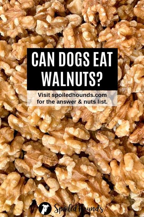 Walnuts contain a toxin named tremorgenic mycotoxins can cause seizures. Nuts Dogs Can Eat and Nuts Harmful to Dogs - Spoiled ...