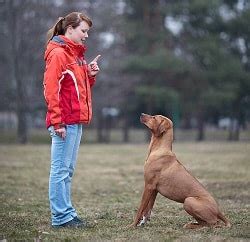 Maybe you would like to learn more about one of these? 13 Cara Membuat Anjing Tidak Agresif - ArenaHewan.com