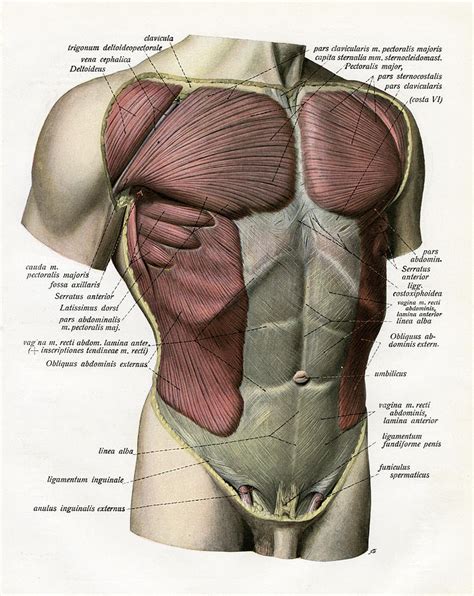 Trunk of body, base of cranium to pelvis excluding the arms. Muscles And Ligaments Of Torso by Graphicaartis