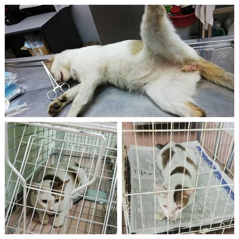 1005 lobby c 47301 petaling jaya, selangor malásia. Neutering aid for 5 cats in Cheras (Yap Fong Yin's ...