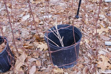 Plant more mature shrubs and trees. Trees and Shrubs forum→Rabbit damage - Garden.org