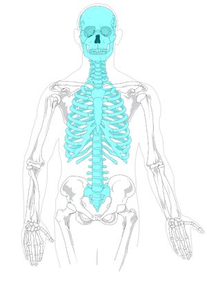 Long bones are hollow, with a central core which is not strong like the rest of the bone. Flashcards - Skeletal System Flashcards | Study.com