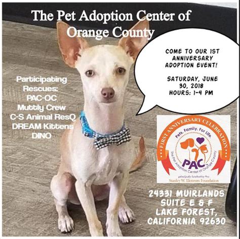 Onsite cat and dog adoptions. First Anniversary Kickoff Adoption Event - The Pet ...