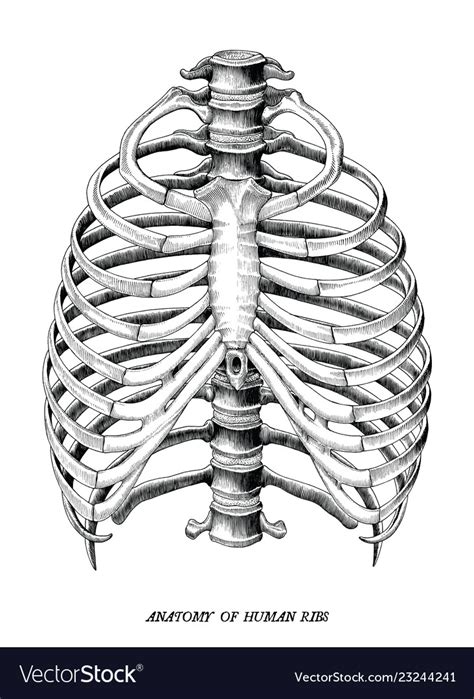 Yet, the ribs and rib cage are also flexible enough to expand. Anatomy Of A Rib