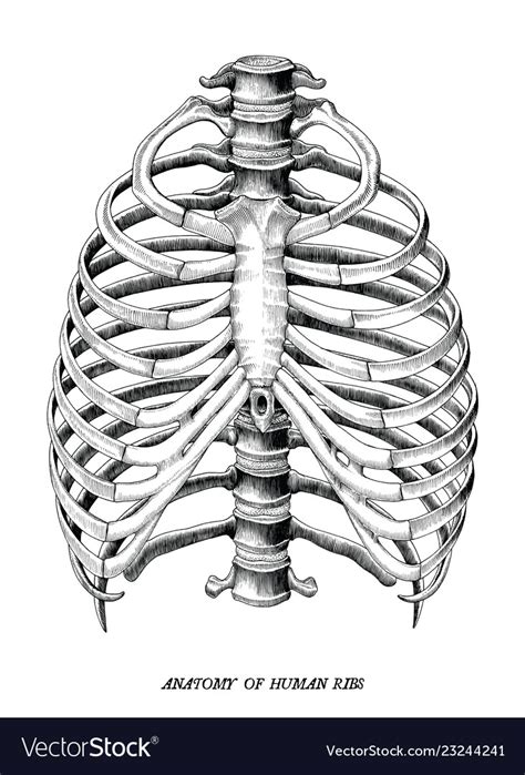 Ribs eight to ten are the false ribs and are connected to the sternum indirectly via the cartilage of the rib above them. Anatomy Of A Rib