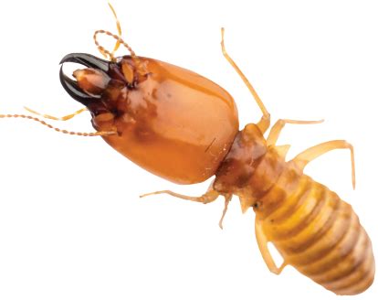 Honolulu hi exterminator, pest control & termite inspector. Termite Baiting Treatment - Pied Piper Termite Control