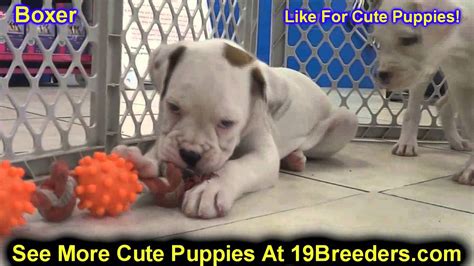 Find your new puppy here! Boxer, Puppies For Sale, In, Bellevue, Washington, WA ...