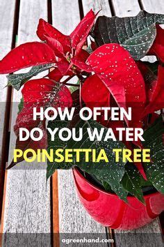 Know your plants plants amount of water needed per week (inches) amount of water needed per week in high. How Often Do You Water a Poinsettia | Poinsettia plant ...