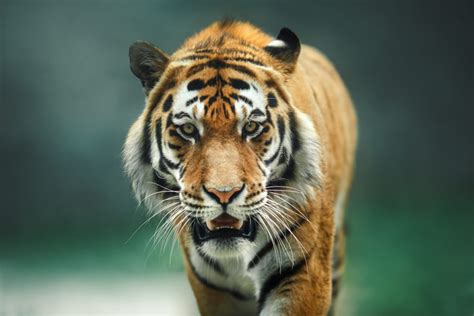 Exotic pet laws in the u.s. Is It Legal To Own a Pet Tiger in Texas? | Fort Worth, TX ...