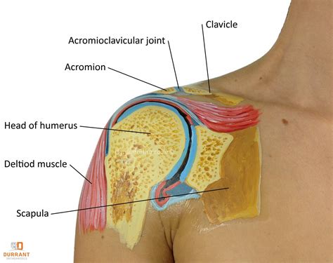 The other, lesser known shoulder muscles include four small muscles that make up the rotator cuff. Shoulder Joint Diagram — UNTPIKAPPS