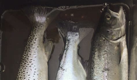 Fiskeridirektoratet har mottatt melding om fangst av fisk ved moskenes og har fått bekreftet at fangstene dreier seg om pukkellaks. Sjøørret, pukkellaks og laks tatt i sjøen ved Offersøya ...