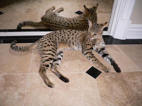 A purer savannah might be as big as 15 to 28 pounds.7 x research source. Savannah Cat F1 Vs F5 Size