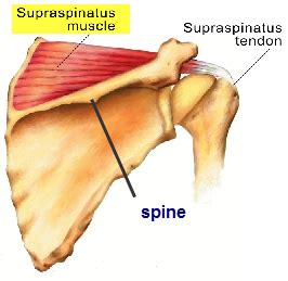 Перевод слова ligament, американское и британское произношение, транскрипция, словосочетания, однокоренные слова, примеры использования. Science First ( علاج طبيعي )