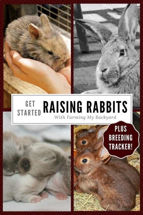 Fairs to promote rabbit farmingthe zimbabwe dailythe fairs will also act as a platform to educate consumers on the health. Raising Meat Rabbits - Farming My Backyard in 2020 ...